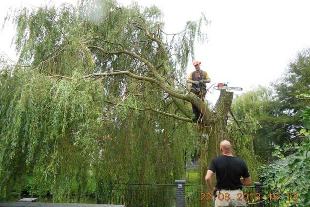 Hoofdplaat bomen rooien